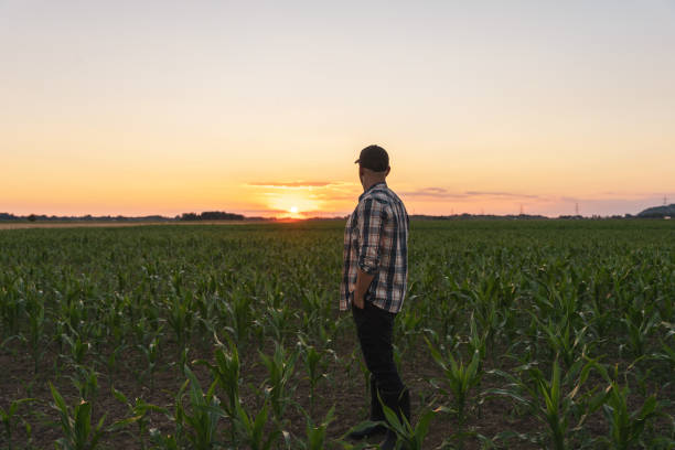 istock Male farmer standing in corn field at dusk 1451087166