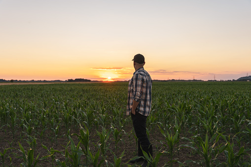 Male farmer standing in cultivated corn field during sunset against sky