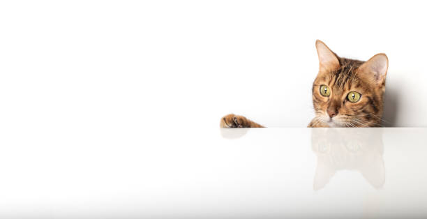 istock A golden Bengal cat peeks out from behind a white table. 1451087256