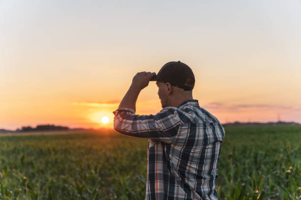 istock Male farmer standing in corn field at dusk 1451087488