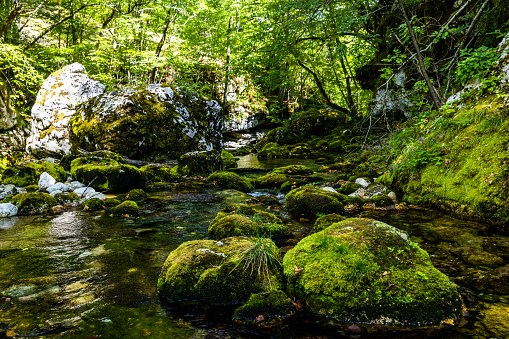 Scenic view of river flowing amidst fungus covered green rocks against lush plants and trees growing in rainforest