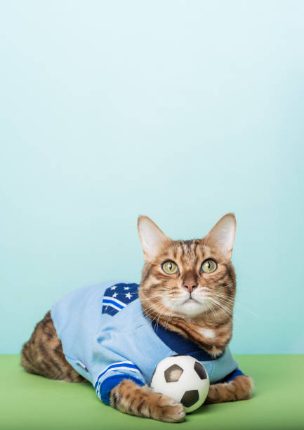 istock A red cat lies with a ball on a blue-green background. 1451087584