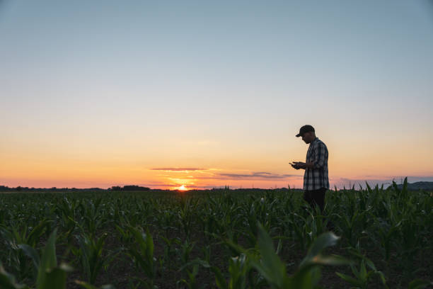 istock Male farmer using mobile phone in corn field at dusk 1451087625