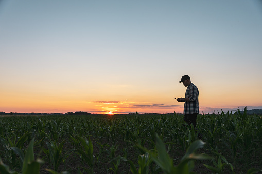 Male farmer text messaging on smart phone while standing in cultivated corn field during sunset against sky