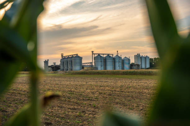 Agricultural field with silos in background at dusk against sky