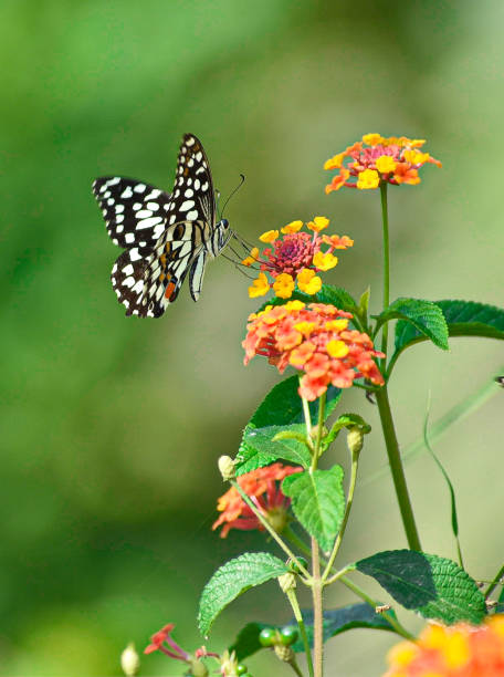 istock butterfly and flowers 1451088283