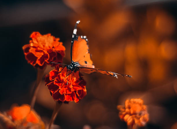 butterflies in the the garden on the flowers