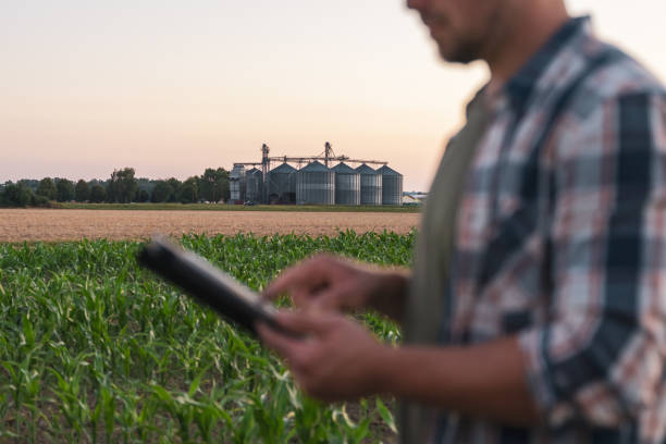 istock Male farmer in corn field with silo in background 1451088417