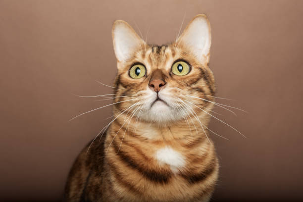 istock Funny muzzle of a Bengal cat on a brown background. 1451088662