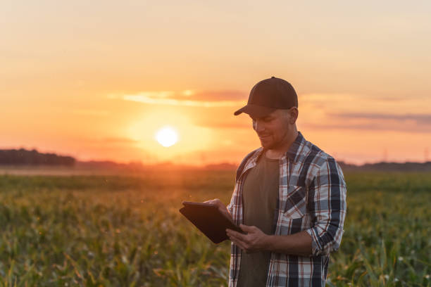 istock Male farmer using digital tablet in corn field at dusk 1451088821