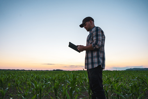 Male farmer using digital tablet while standing in cultivated corn field against sky