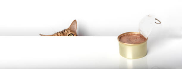 Hungry ginger cat and an open tin with cat food