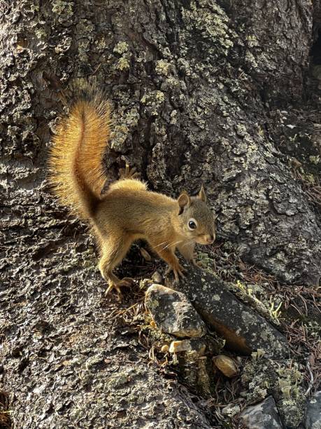 Vertical closeup of a red-tailed squirrel on the tree trunk. Sciurus granatensis. A vertical closeup of a red-tailed squirrel on the tree trunk. Sciurus granatensis. sciurus granatensis stock pictures, royalty-free photos & images