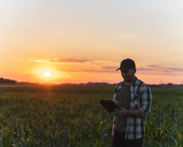 istock Male farmer using digital tablet in corn field at dusk 1451089282