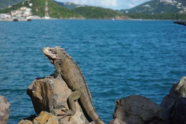 A Green Iguana reptile perched on a rock