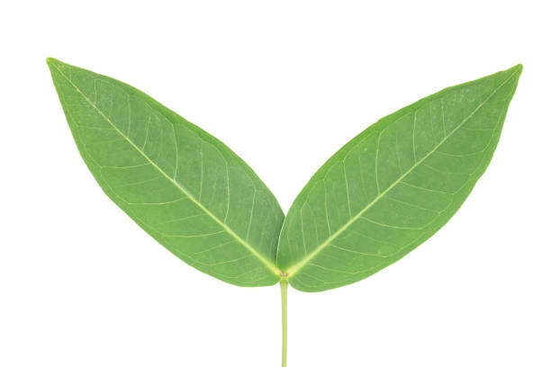 istock rose apple leaves on white background 1451090173