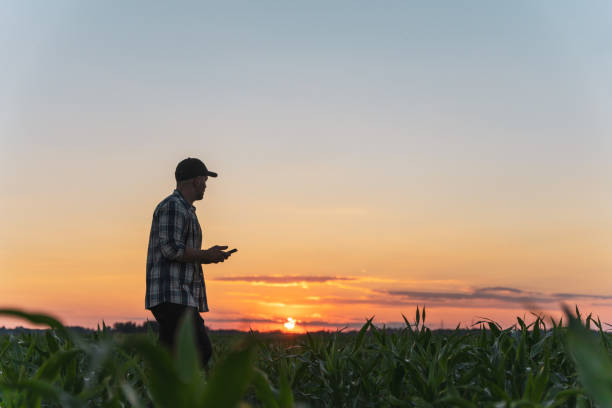 istock Male farmer using mobile phone in corn field at dusk 1451090217