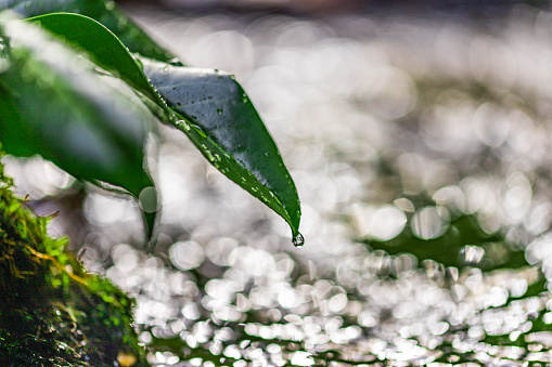 Close-up of water drop falling from green fresh leaves in flowing river at rainforest