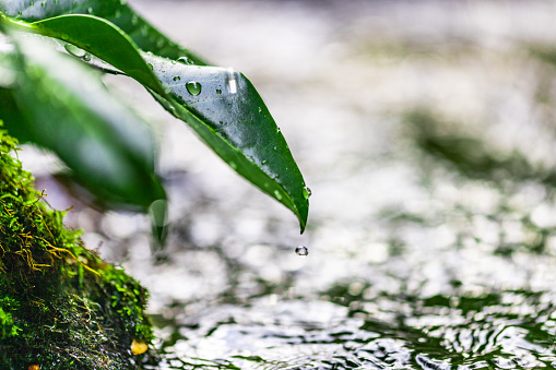 droplet water on dark leaf