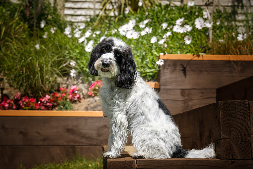 Black and White Cockapoo sitting down in her garden with a head tilt looking directly at the camera