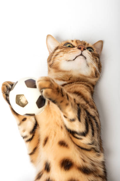 istock Red Bengal cat holding a soccer ball in its paws 1451090410