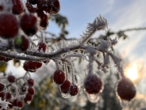 A frosty morning in the garden.