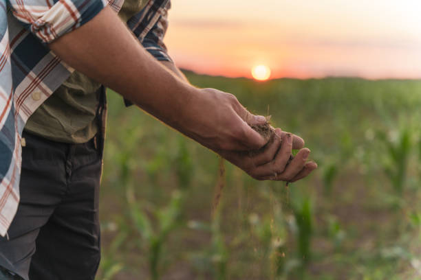 istock Male farmer checking soil at agricultural field during dusk 1451090831