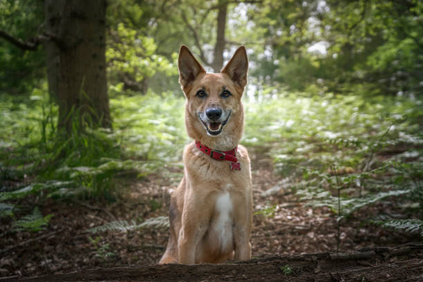 istock German Shepherd Saluki Cross looking at the camera 1451090833