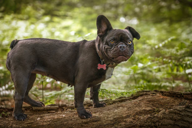 istock French Bulldog looking at the camera one ear up one ear down 1451090889