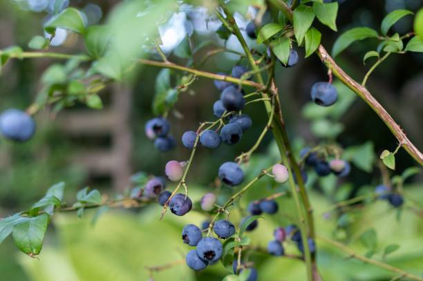 istock Selective focus shot of blueberries on a vine 1451091001