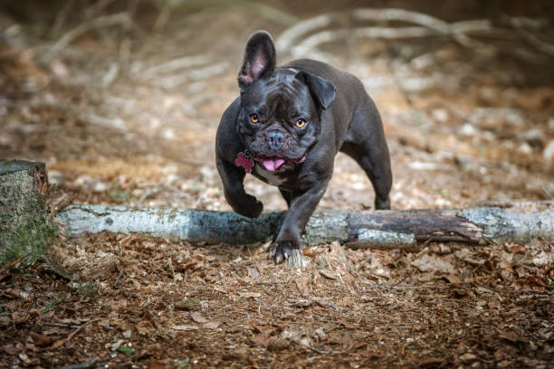 istock French Bulldog walking towards the camera one ear up one ear down 1451091002