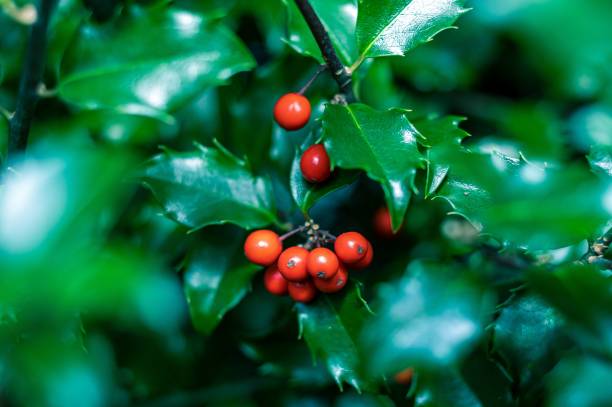istock Selective focus shot of Holly fruits on a tree 1451091004