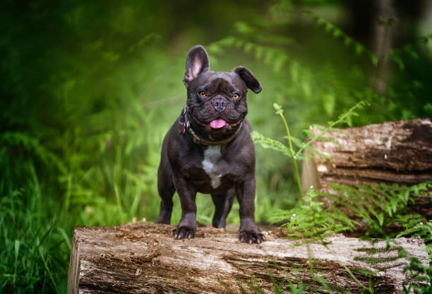 istock French Bulldog looking at the camera one ear up one ear down 1451091075