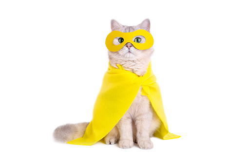 Beautiful white cat in a yellow superhero costume: yellow mask and cape, sitting on a isolated white background. Copy space