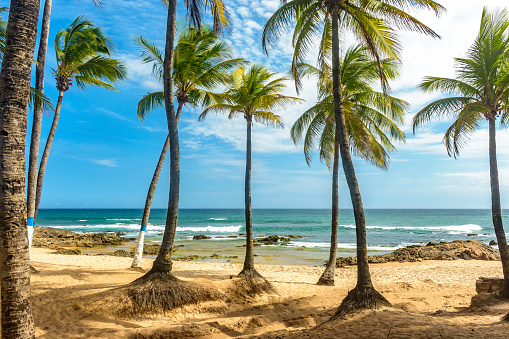 Coconut trees on the sand and sea of famous Itapua beach in Salvador Bahia