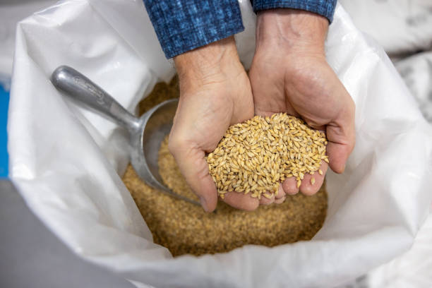 Grains. Close up of males hands holding grains