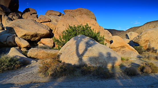 Yuccas ( parry nolinas) are blooming in all their glory in Joshua Tree National Park in California, USA.