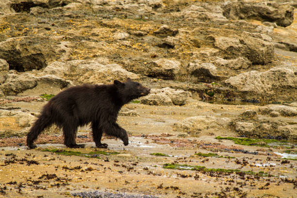 istock Black Bear on the Beach at Botanical Beach 1451096179