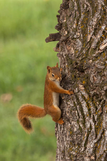 istock Red Squirrel Climbing side of oak tree 1451096225