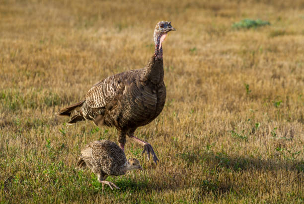 istock Wild Hen Turkey with young 1451096240
