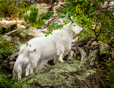 mother and baby mountain goats on a rocky ledge