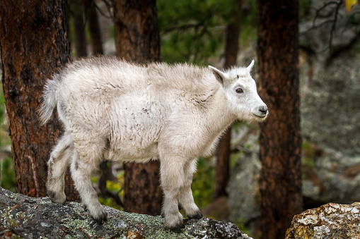 young mountain goat walking on a rock with trees in the background