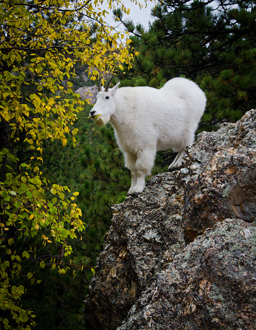 This goat was found near Mount Rushmore, South Dakota.  He was reaching to nibble on the turning leaves.