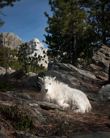 Mountain Goat resting near Mount Rushmore