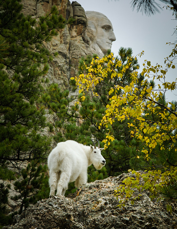 Mount Rushmore Profile with Mountain Goats