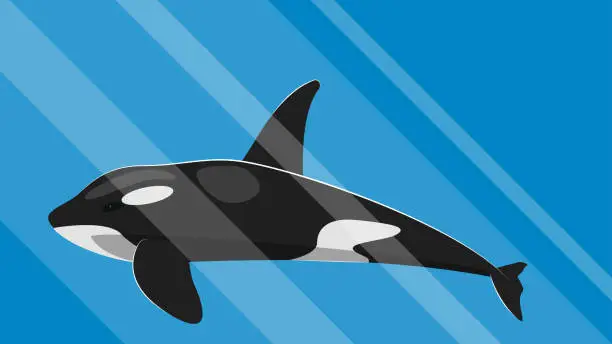 Vector illustration of Cartoon killer whale swims underwater in the rays from the sun
