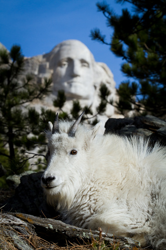 Young mountain goat in Mount Rushmore with Washington in the background