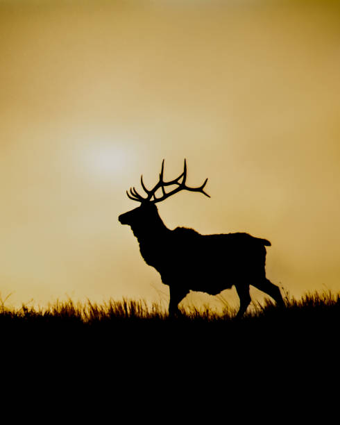 istock Rocky Mountain Elk Silhouette at Sunset 1451096479