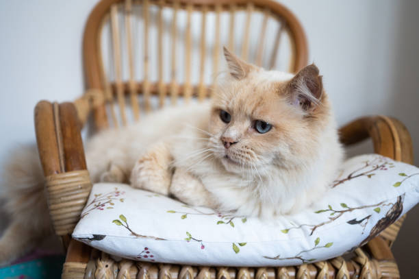istock Portrait of a bicolor cat with blue eyes 1451096549