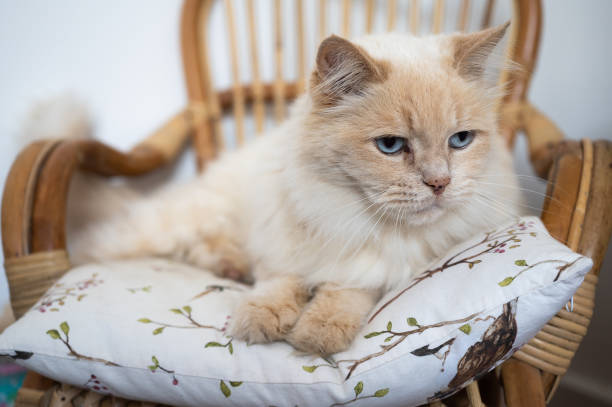 Portrait of a bicolor cat with blue eyes